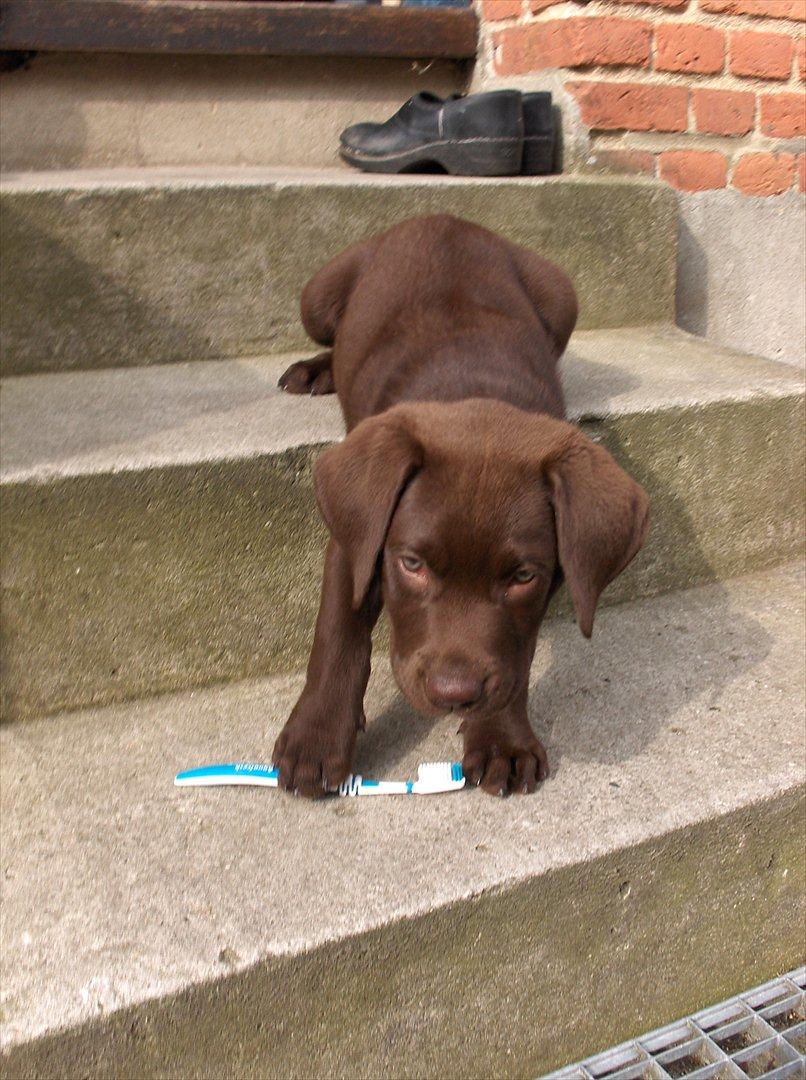 Labrador retriever Balder - Her børster han tænder;P billede 4
