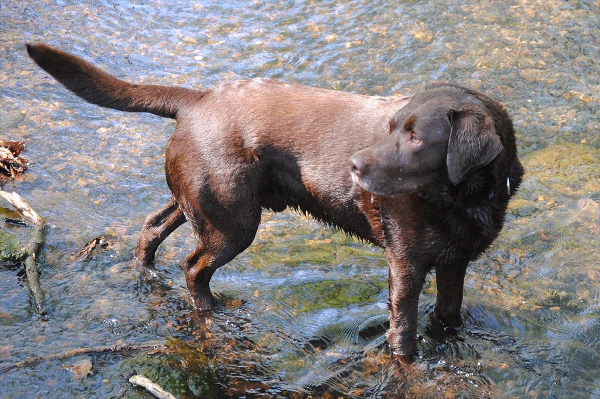 Labrador retriever Balder - Balder der er ude at bade! billede 5