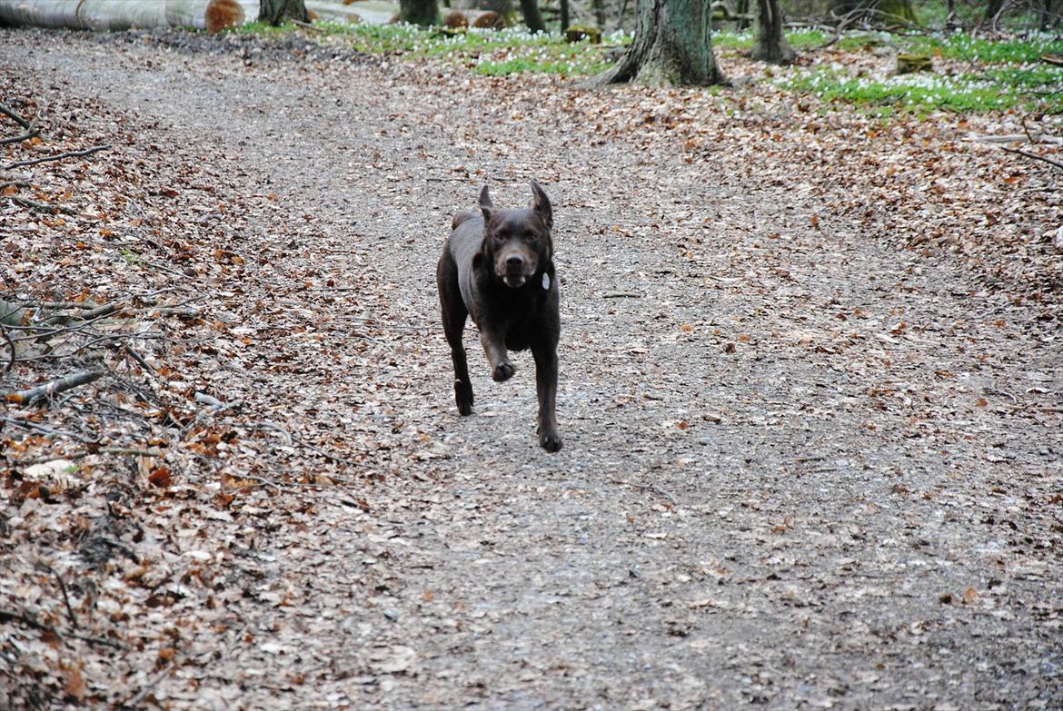 Labrador retriever Balder - Fuld fart frem;) billede 6