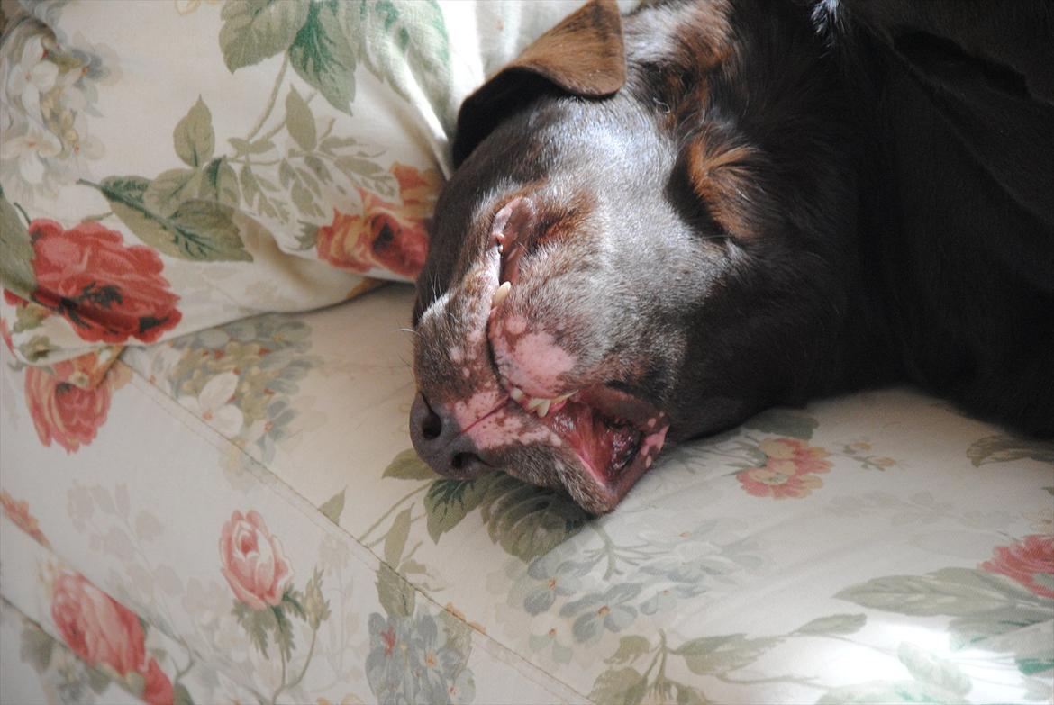 Labrador retriever Balder - Godnat;D billede 7