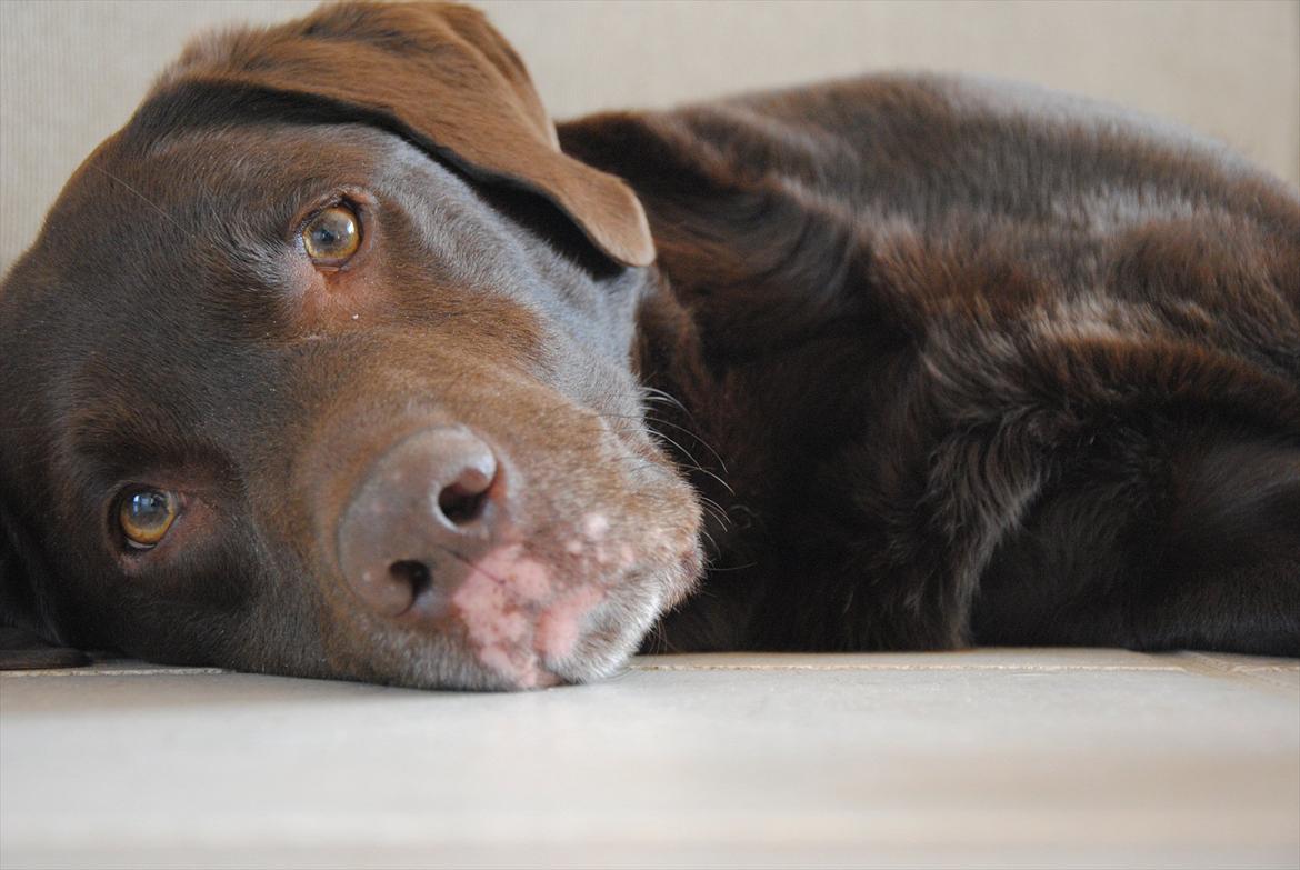 Labrador retriever Balder - Min smukke hund<3 billede 8
