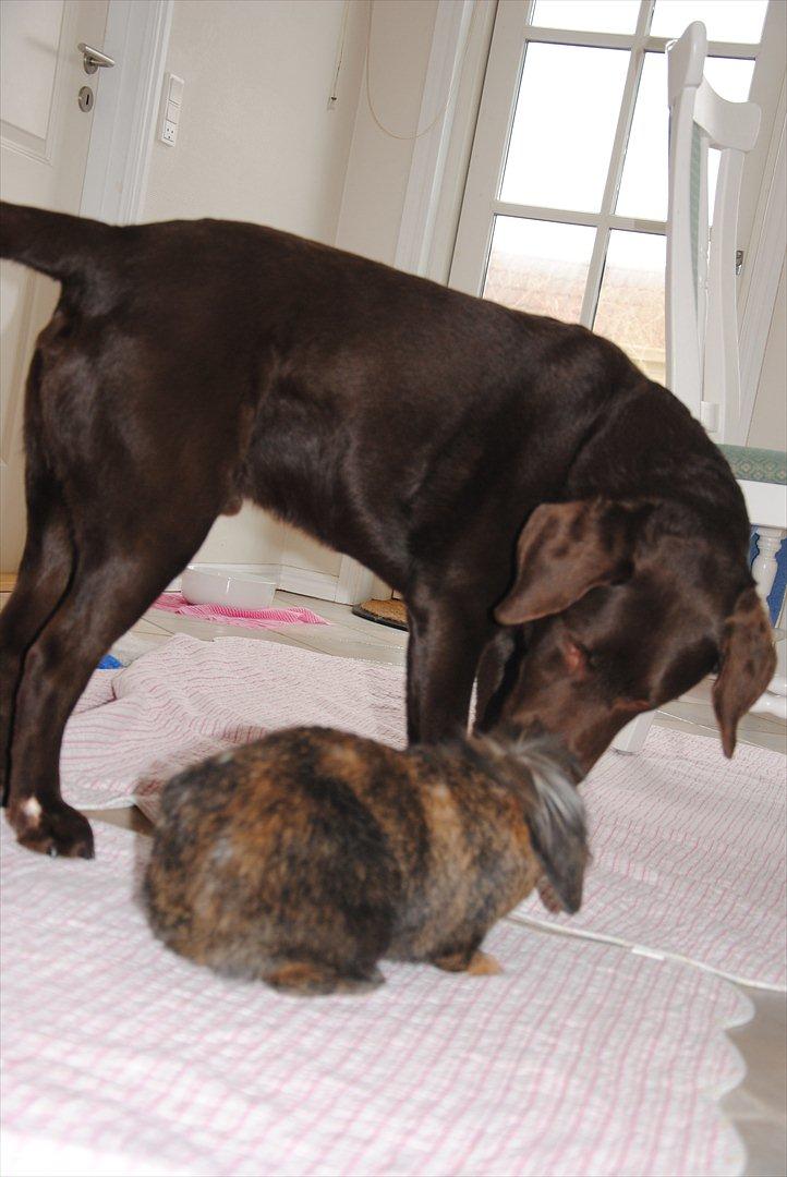 Labrador retriever Balder - Balder og min kanin Sambo!<3 billede 9