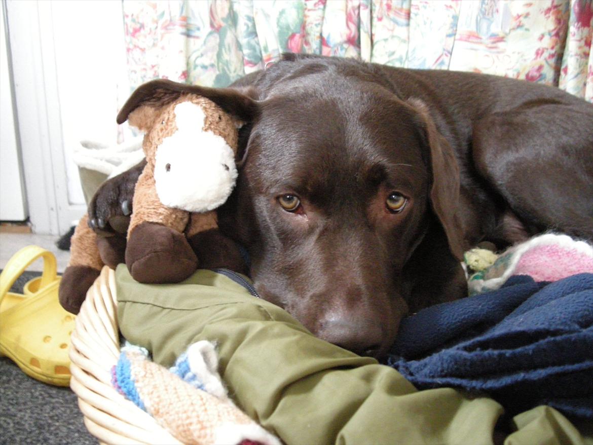 Labrador retriever Balder - Han elsker bamser!:) billede 10