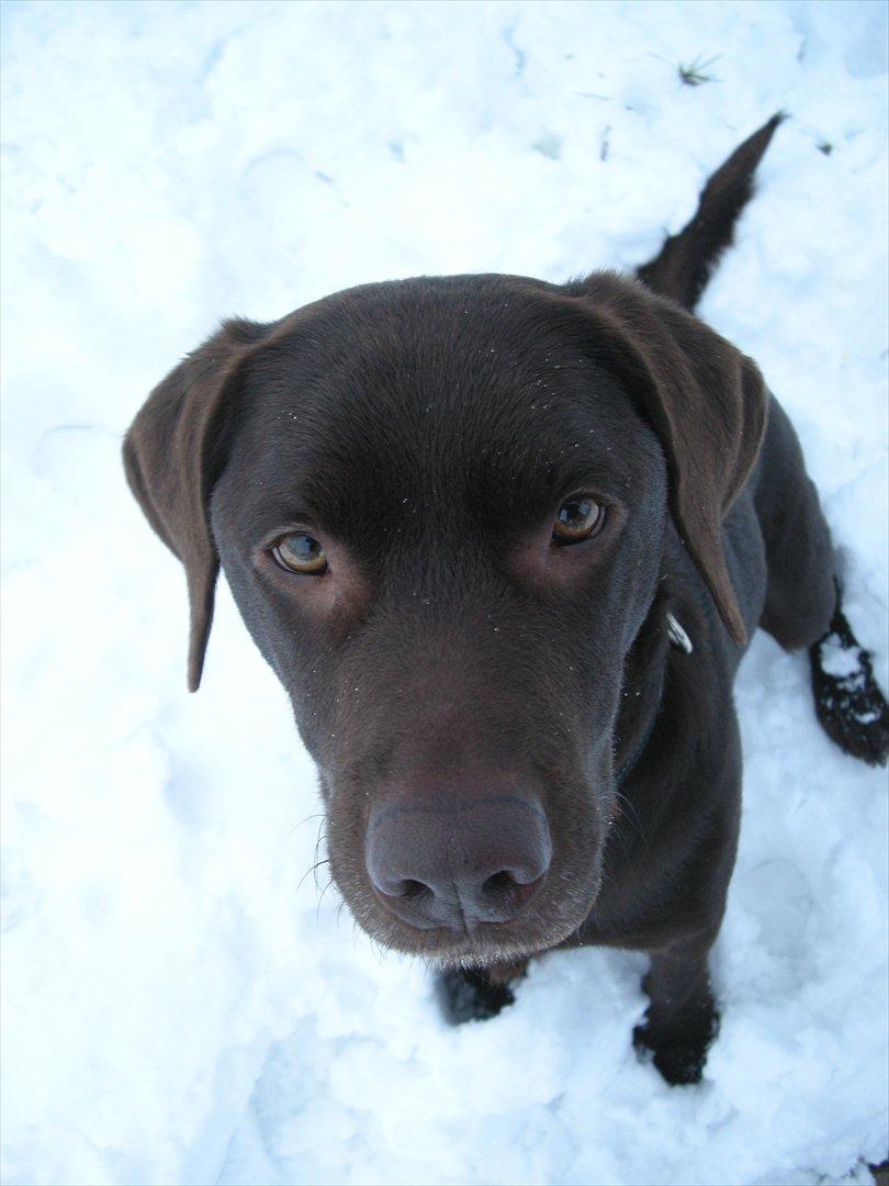 Labrador retriever Balder - Lille Balder. billede 11