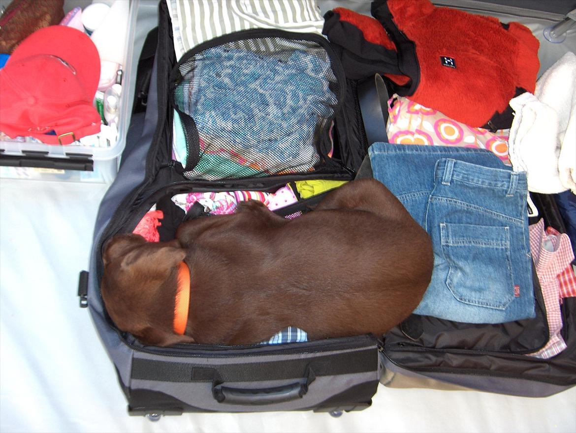 Labrador retriever Balder - Da vi var på Bornholm og han sov i kufferten!:P billede 13