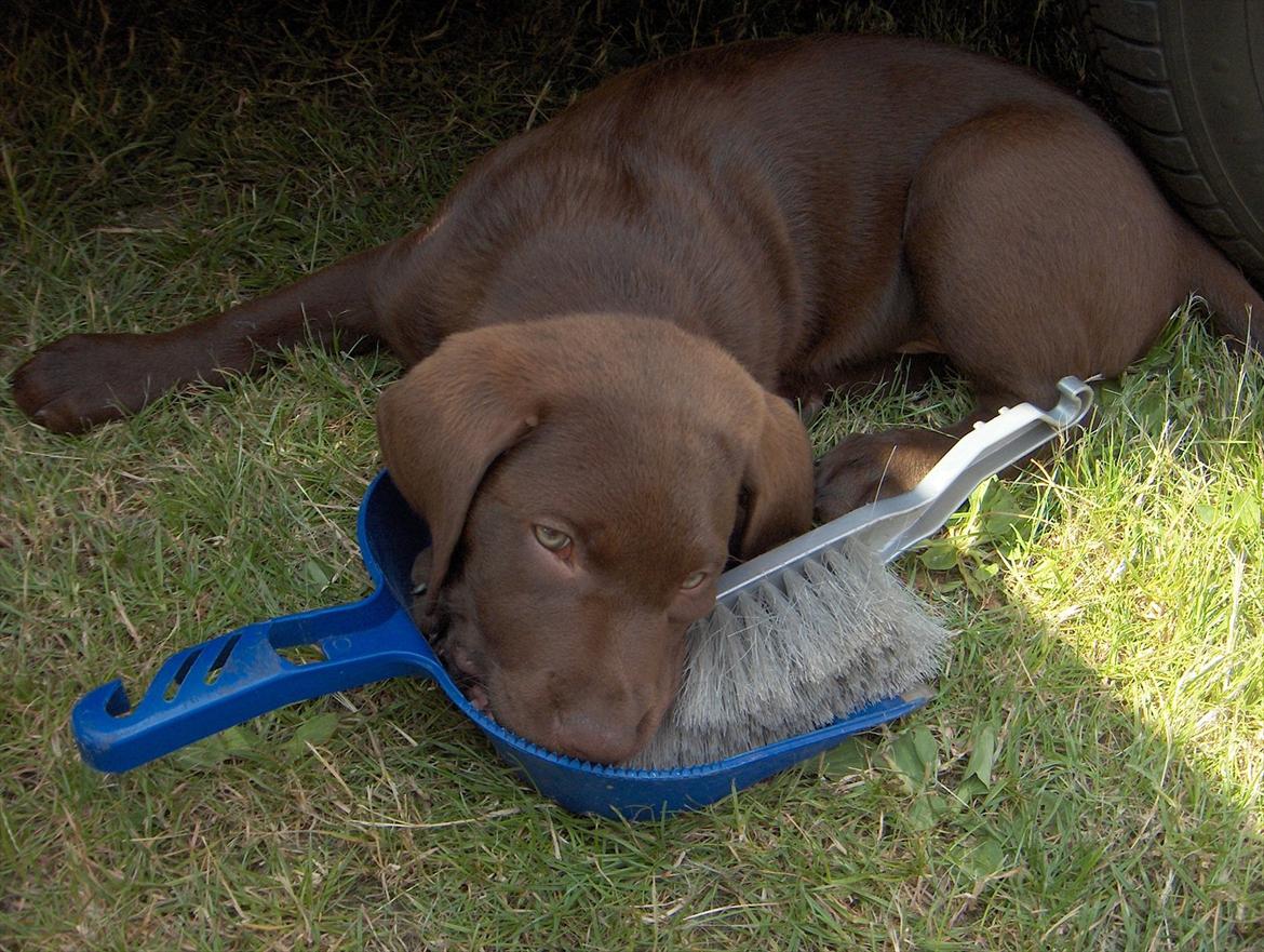 Labrador retriever Balder - Han har altid elsket koste;D billede 14
