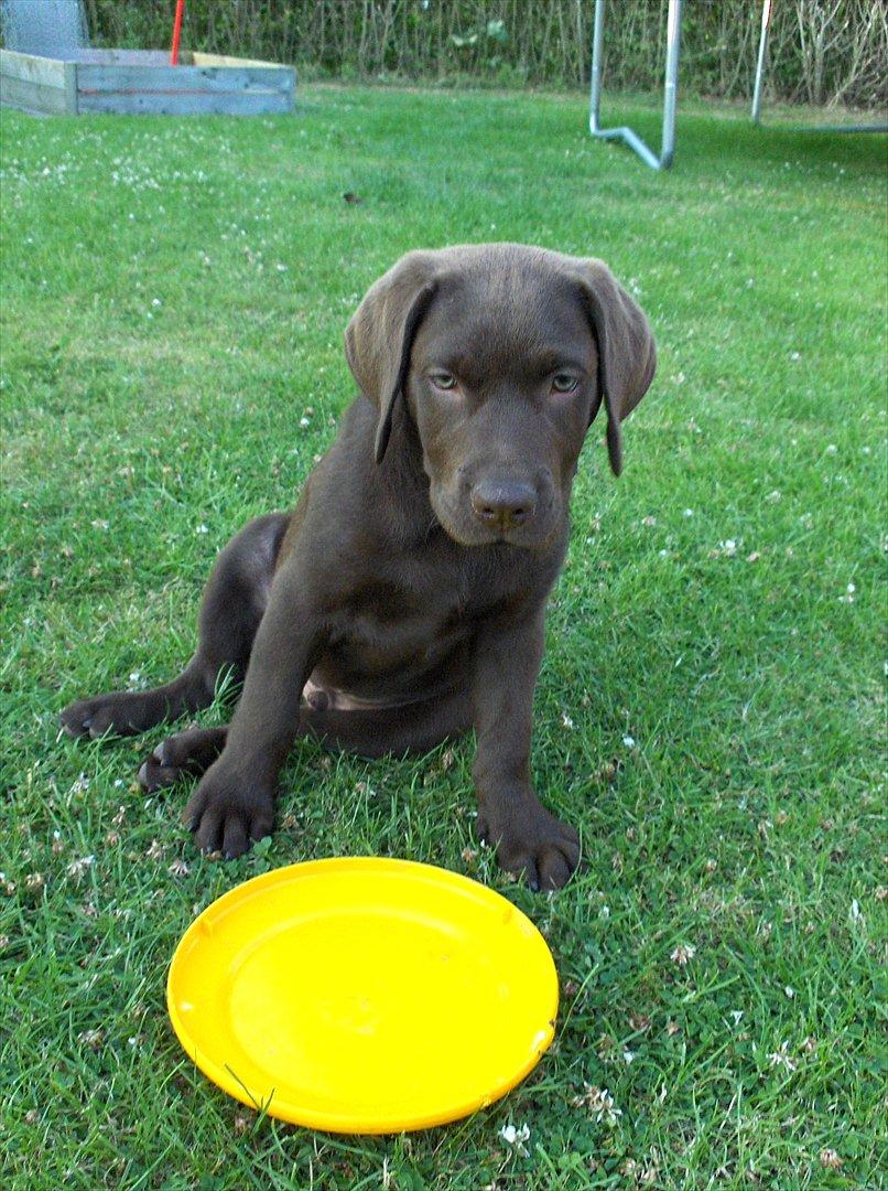 Labrador retriever Balder - Lille Balder!;P billede 15