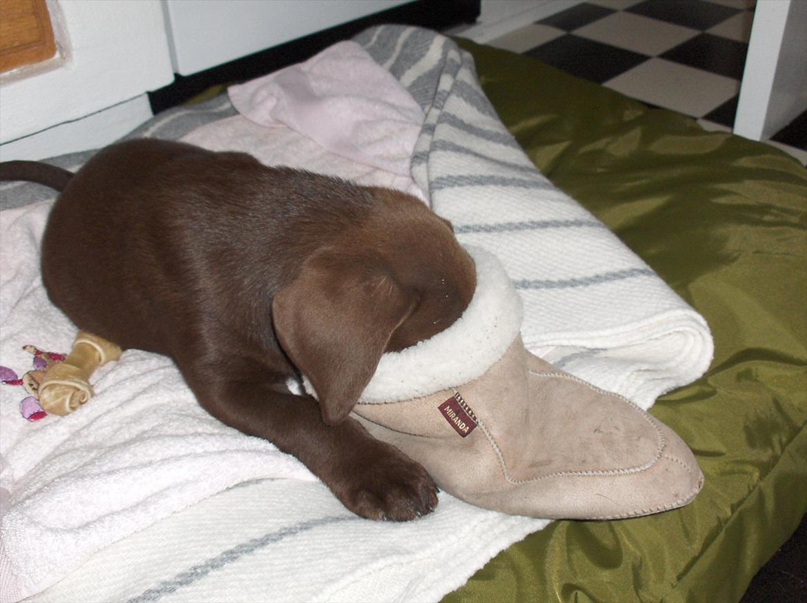 Labrador retriever Balder - Min fars hjemmesko! billede 16