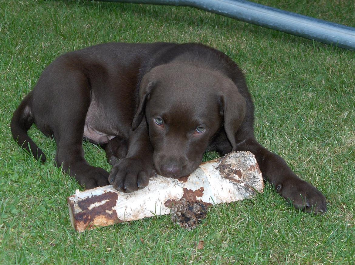 Labrador retriever Balder - Stor gren som Balder stadig har!<3 billede 17