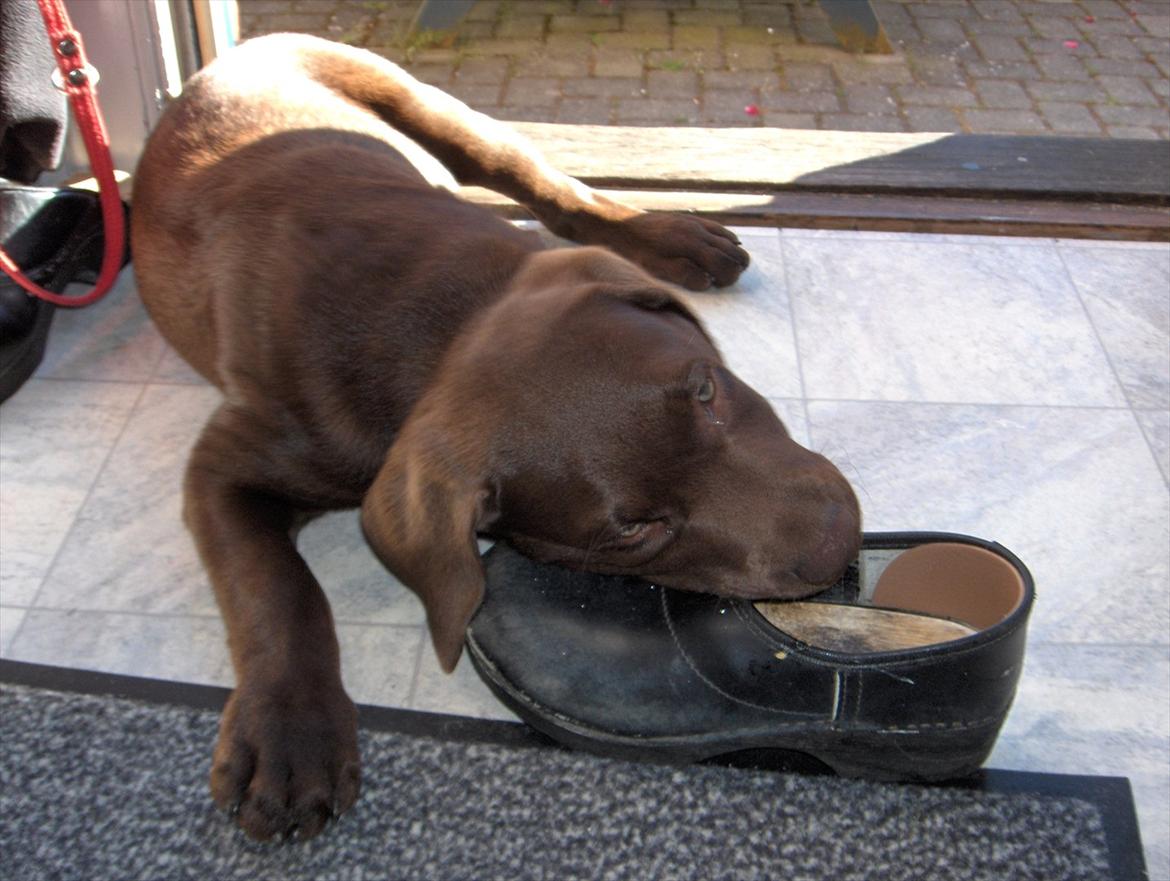 Labrador retriever Balder - Og morfars træsko;P billede 18
