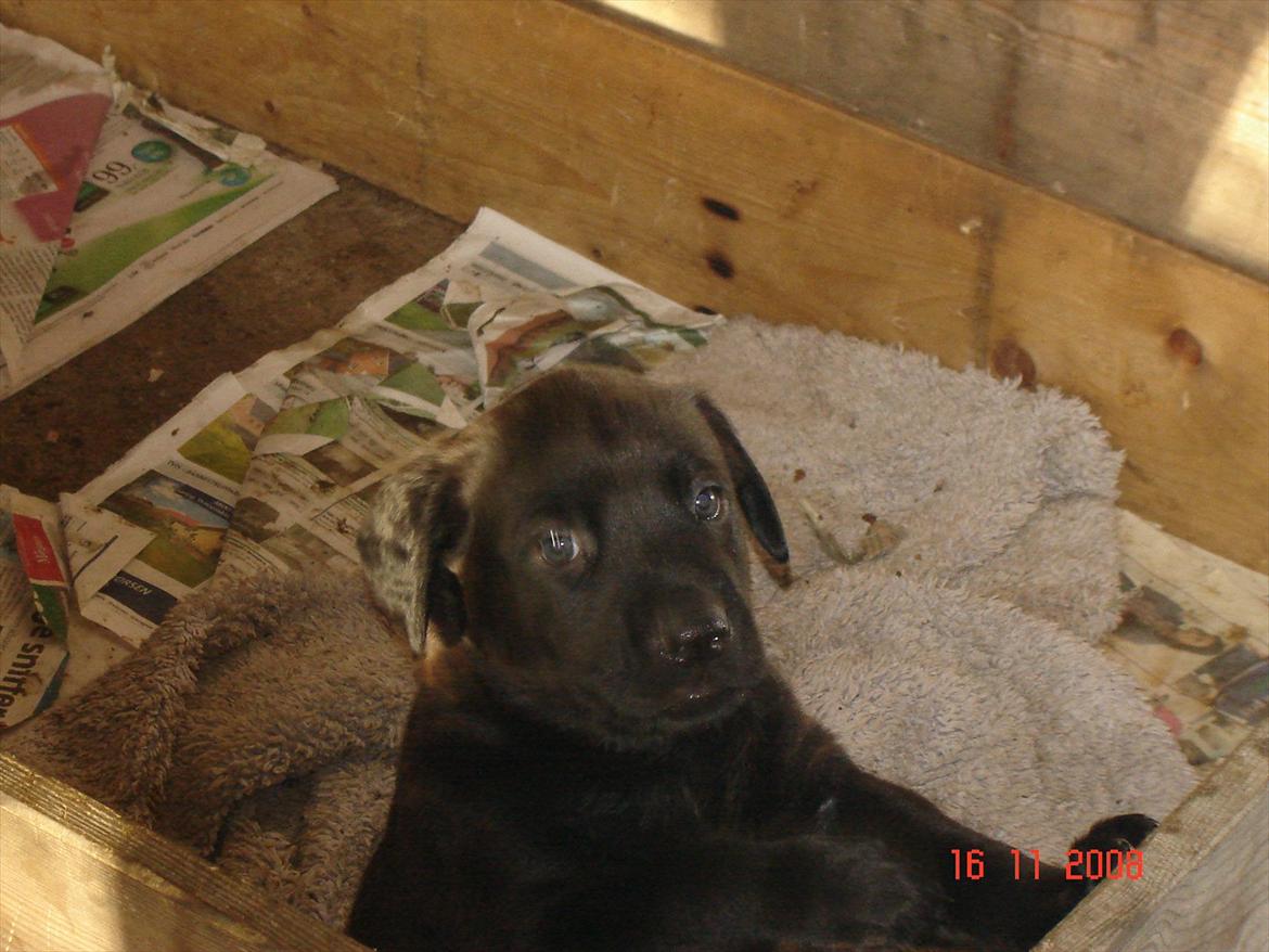 Blanding af racer Trine<3 R.I.P billede 4