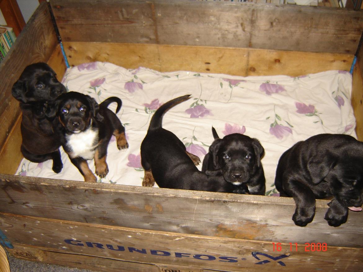 Blanding af racer Trine<3 R.I.P billede 5