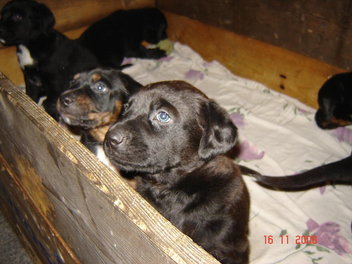 Blanding af racer Trine<3 R.I.P billede 6