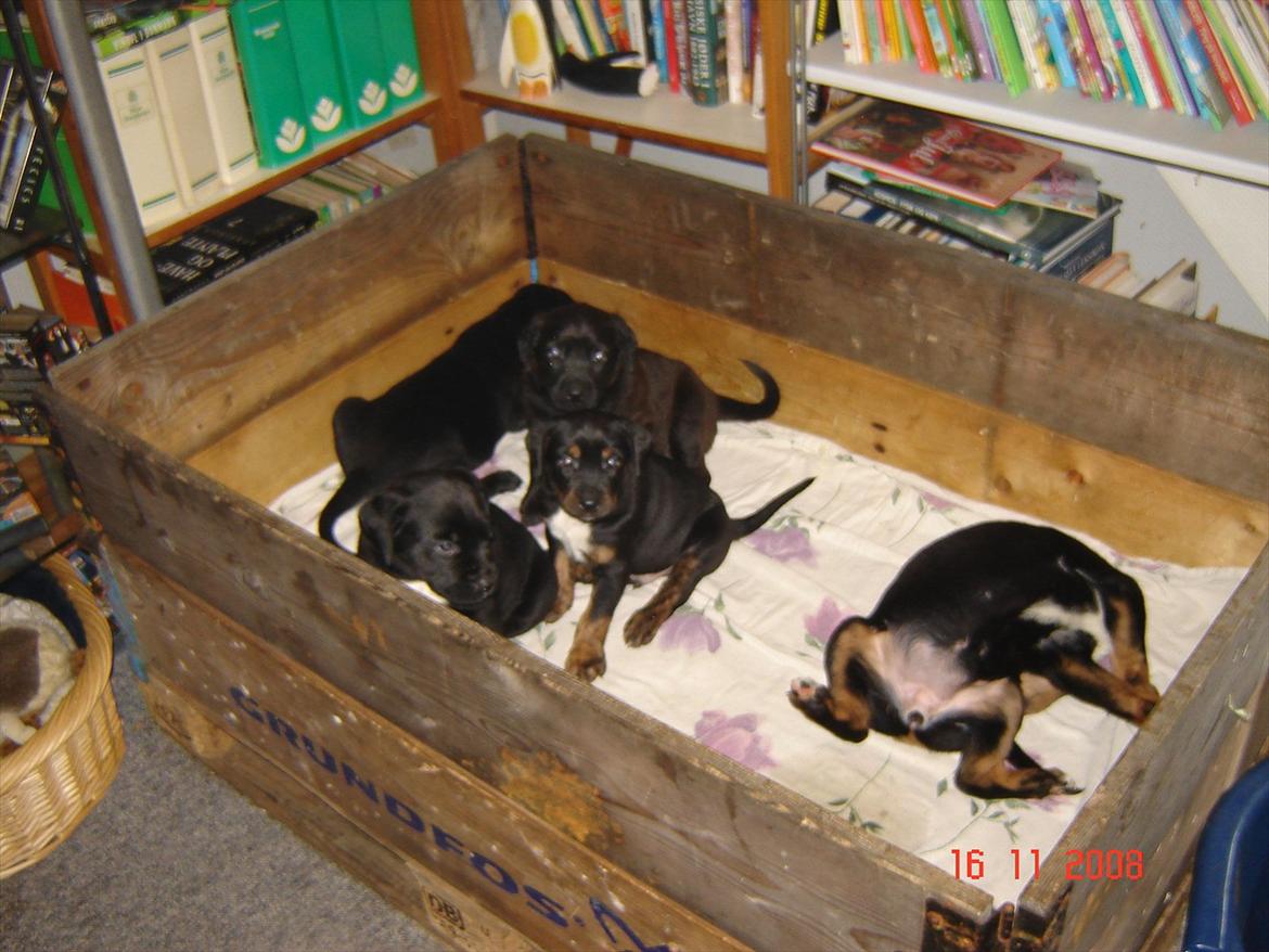 Blanding af racer Trine<3 R.I.P billede 7