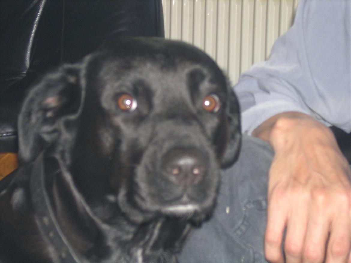 Blanding af racer Trine<3 R.I.P billede 8