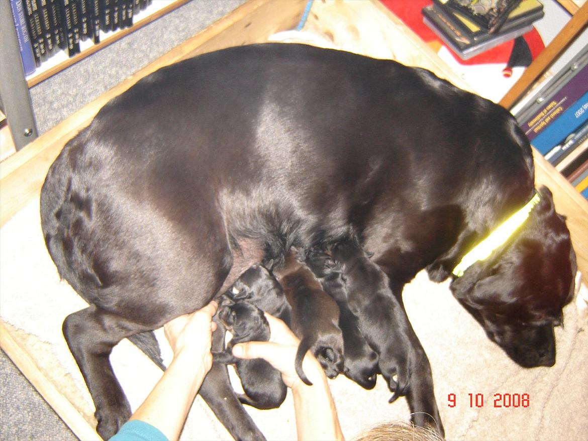 Blanding af racer Trine<3 R.I.P billede 10