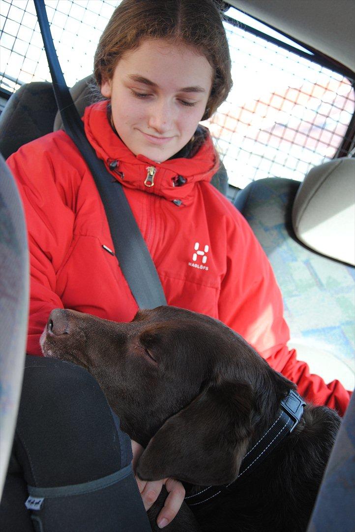 Labrador retriever Balder - Balder der hygger:D billede 20