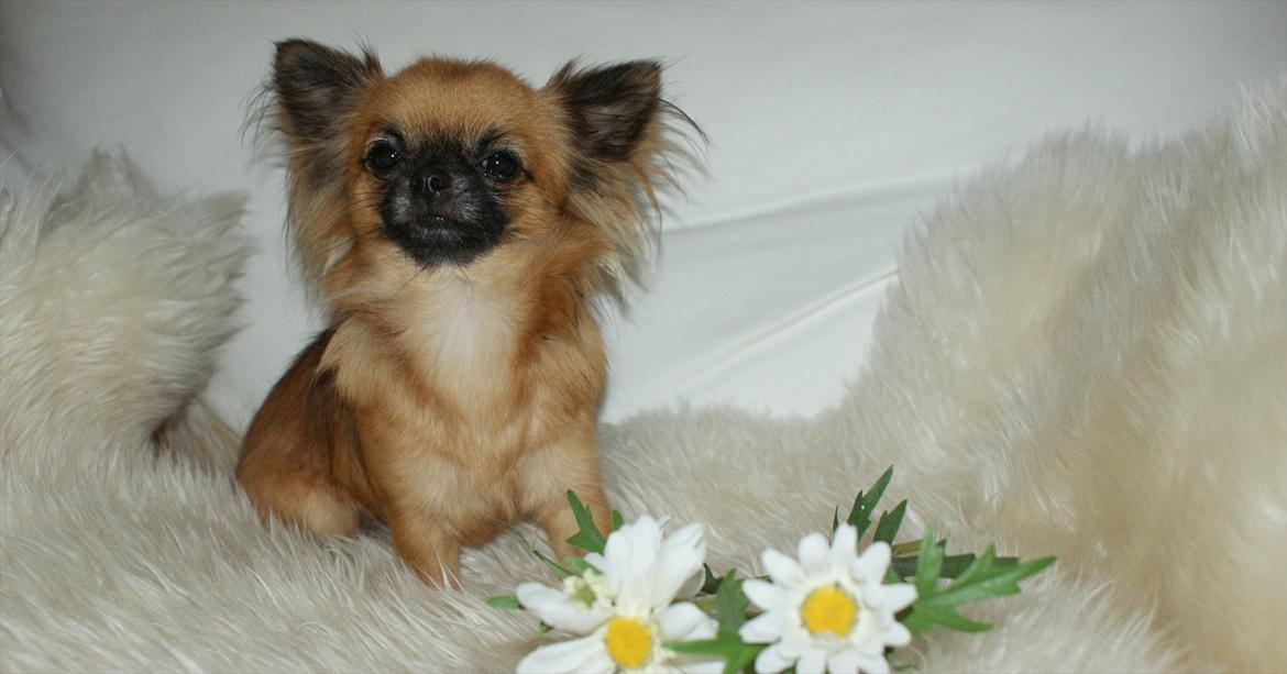 Chihuahua Ida billede 7