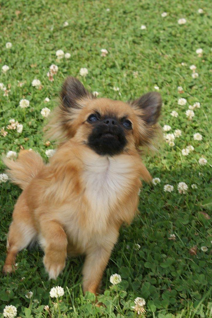 Chihuahua Ida billede 8