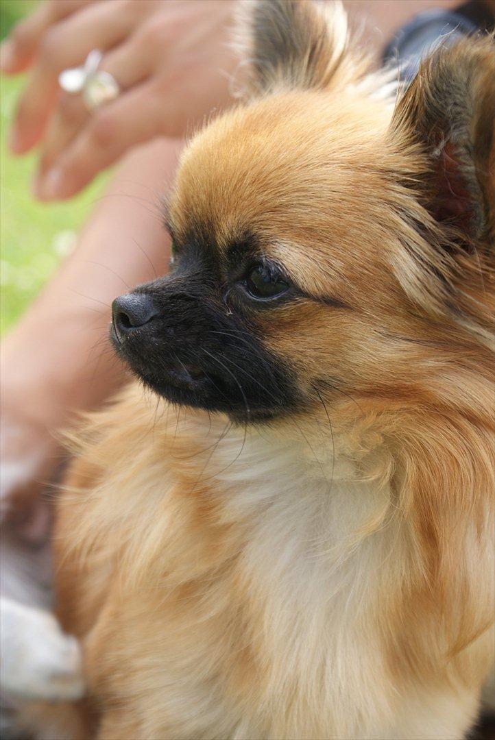 Chihuahua Ida billede 6