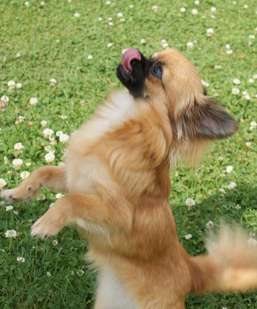 Chihuahua Ida billede 5