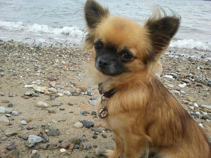 Chihuahua Ida billede 3