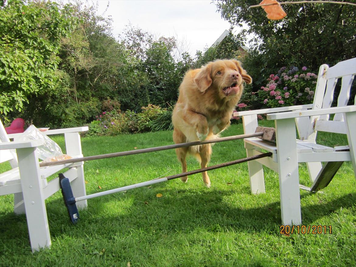 Nova scotia duck tolling retriever Simba - Dygtige hund.<3
Foto: Sofie billede 2