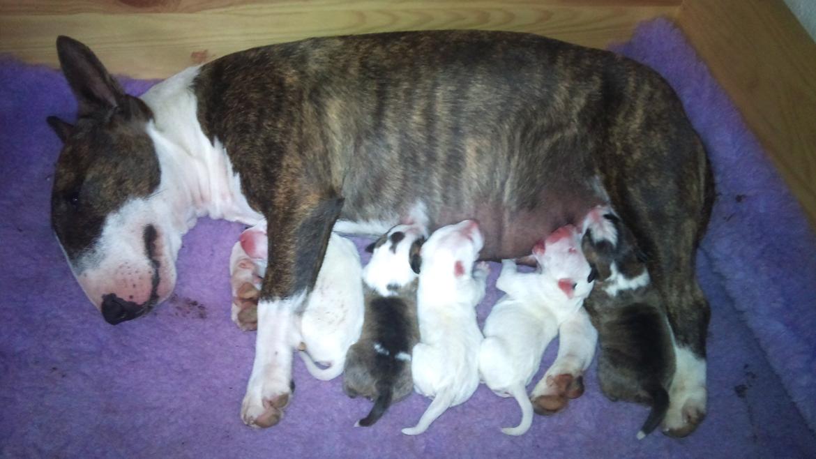 Bullterrier miniature Ofra - Godt de alle er friske og selv går til den for Ofra er bare for træt  billede 17