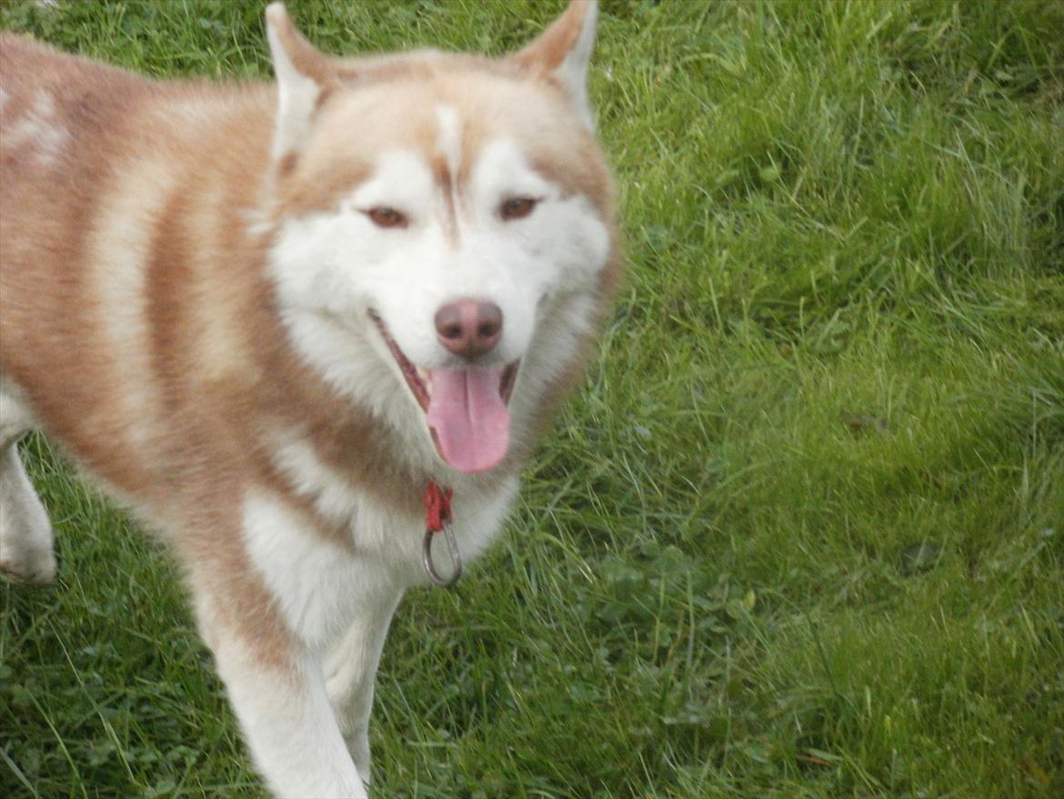 Siberian husky Kari (midlertidig hund) billede 7