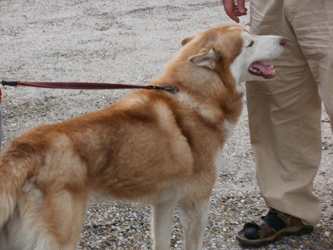 Siberian husky Kari (midlertidig hund) billede 11