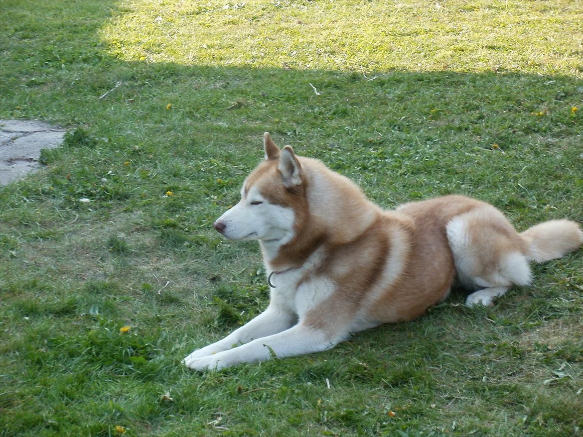 Siberian husky Kari (midlertidig hund) billede 9