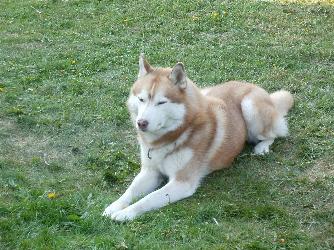 Siberian husky Kari (midlertidig hund) billede 8