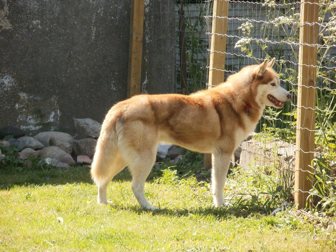 Siberian husky Kari (midlertidig hund) billede 12