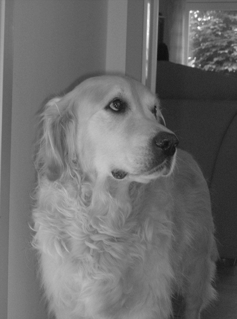 Golden retriever Woodsquares That's My Ludvig - 'Tænke, tænke' billede 8