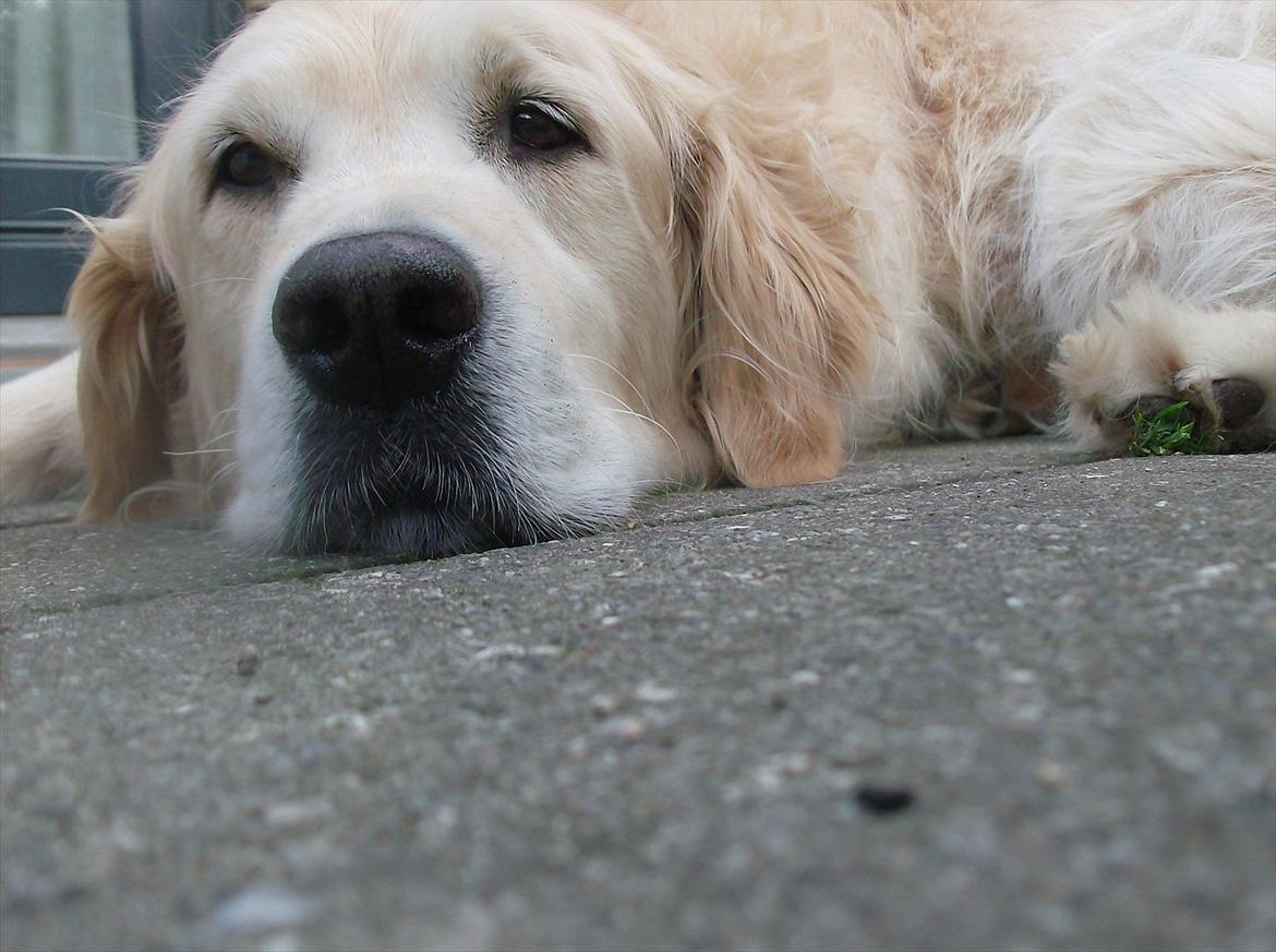Golden retriever Woodsquares That's My Ludvig - Muums :b billede 9