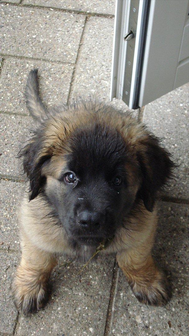 Leonberger Julius - Regnvejrsdagen kan ses i pelsen billede 2