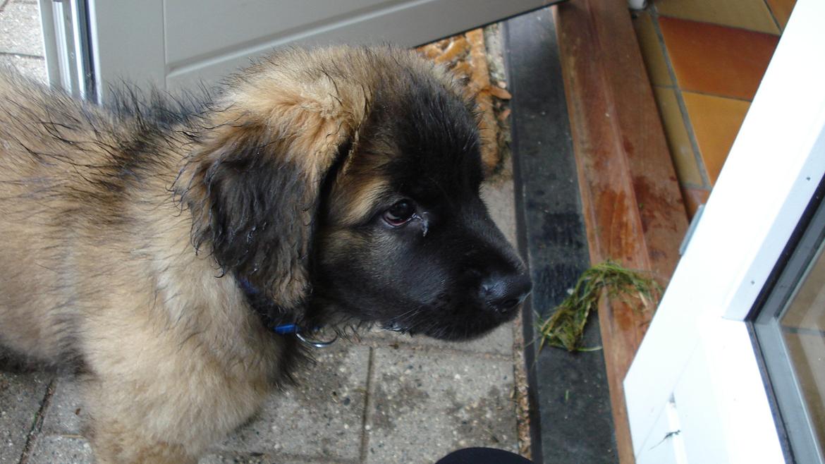 Leonberger Julius - pindsvinet i profil  billede 3