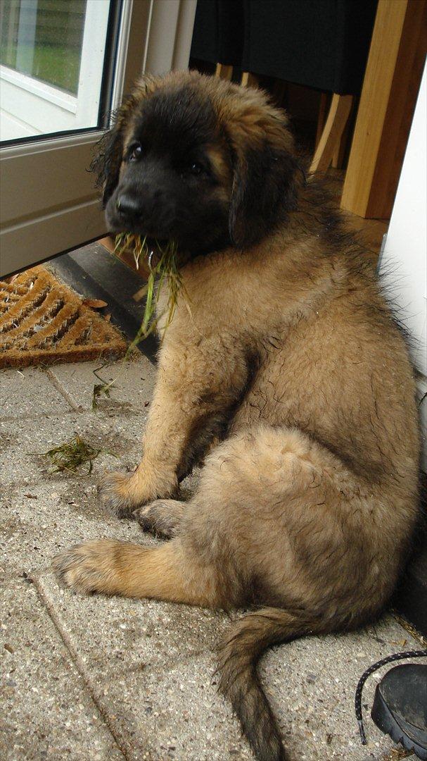 Leonberger Julius - do I have something in my teeth? billede 1