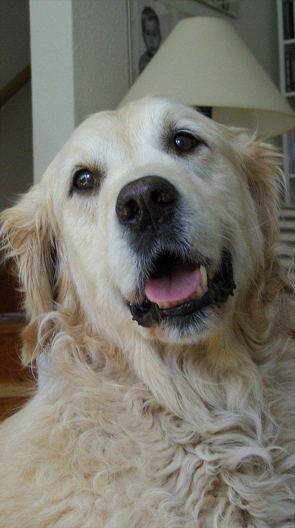 Golden retriever Woodsquares That's My Ludvig - Min skønne, skønne hund! :D billede 4