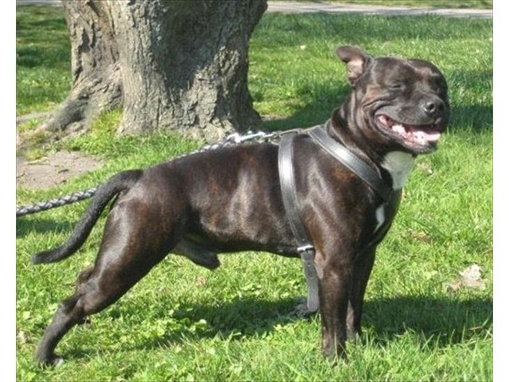 Staffordshire bull terrier Obelix billede 1