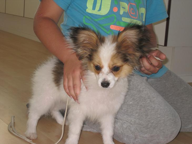 Papillon Pluto billede 1
