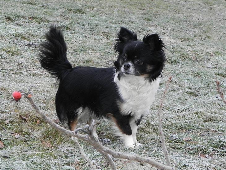 {{currentPhoto.altText}} billede {{currentPhoto.number}}