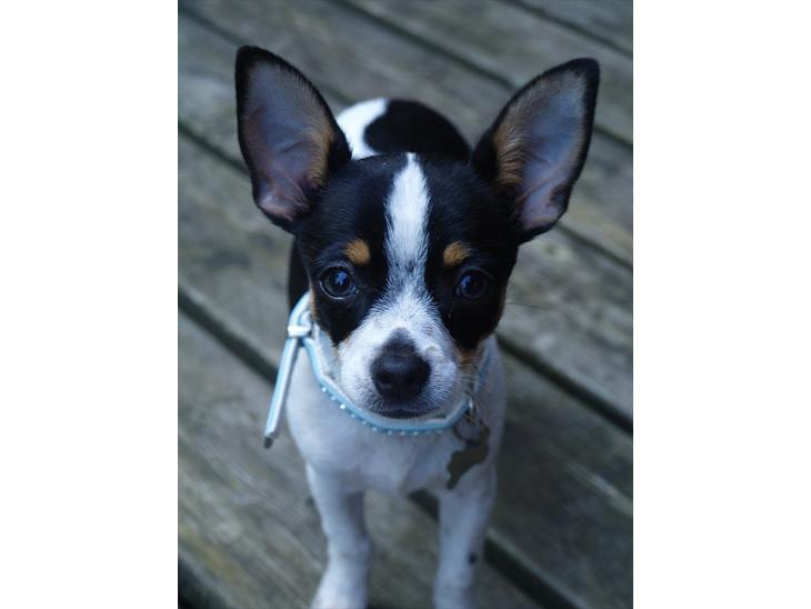 {{currentPhoto.altText}} billede {{currentPhoto.number}}