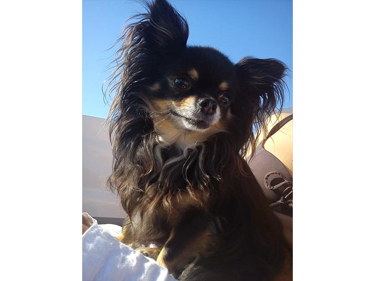 {{currentPhoto.altText}} billede {{currentPhoto.number}}