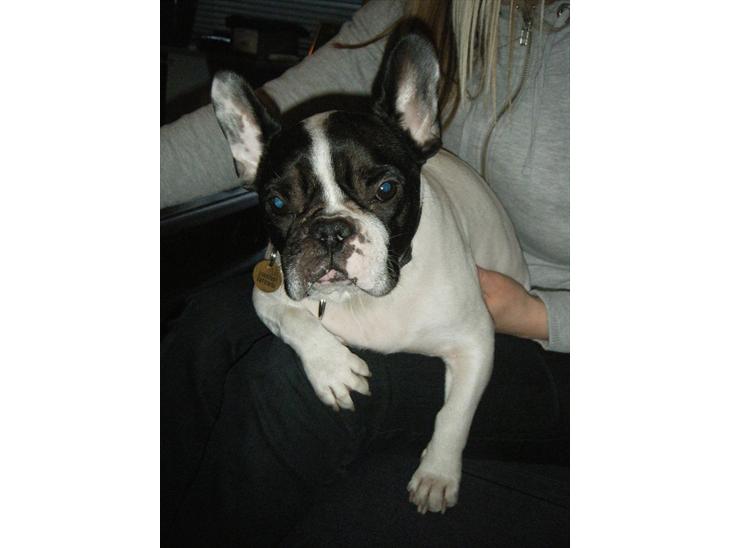 Fransk bulldog Gizmo † 2011 billede 1