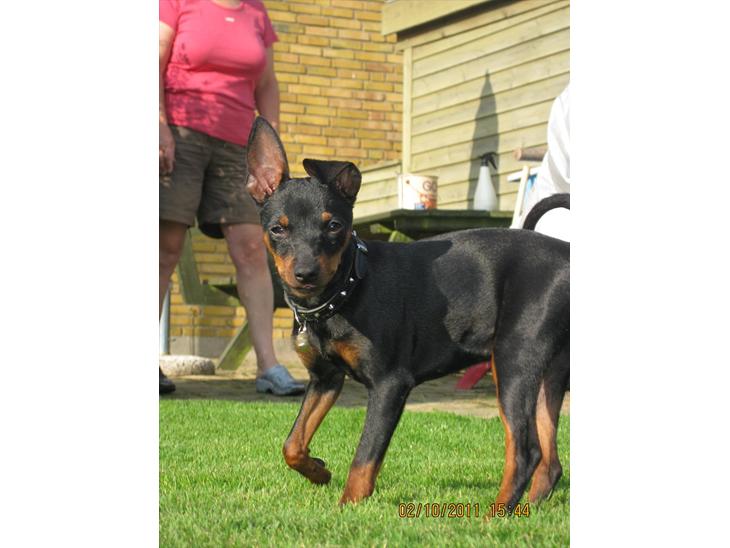 Dvaergpinscher Rødkildes Ferba billede 1