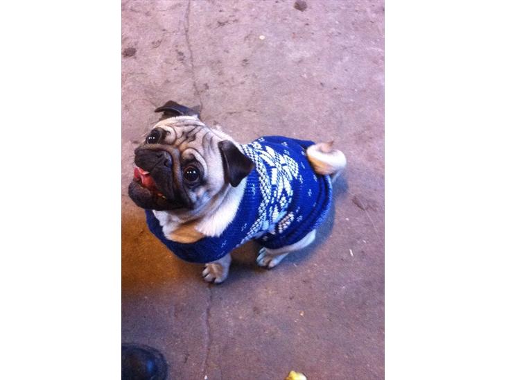 Mops Ozzy billede 1