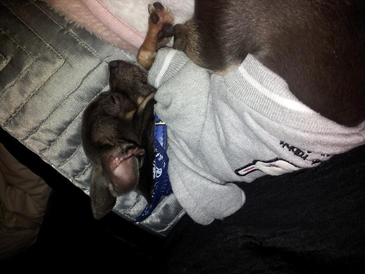 Chihuahua mini billede 1