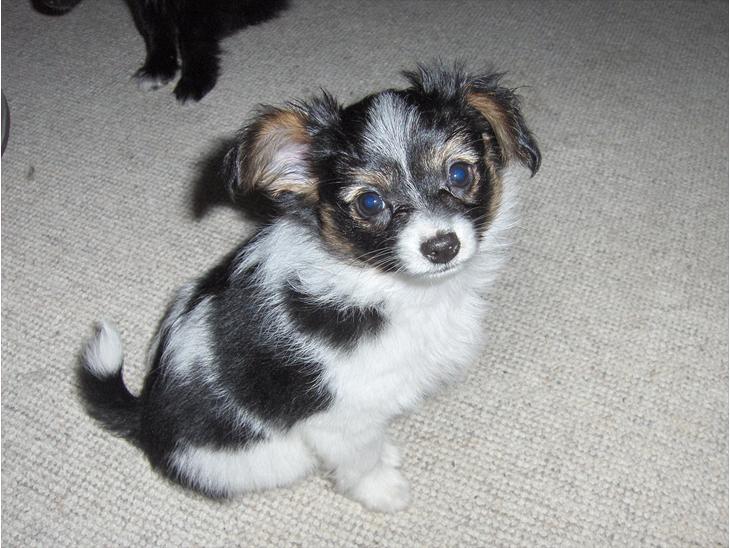 Papillon axa's sisserone (sisse mus) R.I.P.  - velkommen til sisse's profil! <3  billede 1