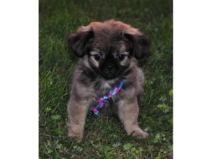 Blanding af racer Chihuahua/Pekingeser - Cosmo billede 1